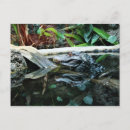Recherche de crocodiles cartes postales Animal