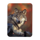 Recherche de loup gris magnets Loups