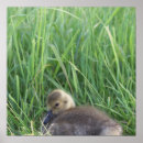 Recherche de oies de bébé posters Pour tous