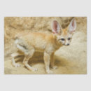Recherche de fennecs cadeau emballages Sauvage