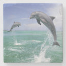 Recherche de dauphins dessous de verres Mammifère marin