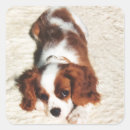 Recherche de cavalier king charles autocollants Mignon