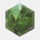 Suche nach paprikaschoten ornamente Pfeffer