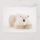 Recherche de ours de glace Animaux mignons