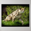 Suche nach wildkatzen poster Felines