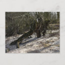 Suche nach ältester baum postkarten Alt