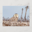 Suche nach schneeeule postkarten Natur
