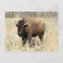 Suche nach bison postkarten Prärie