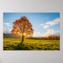 Suche nach unter den bäumen poster Wald