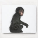Suche nach langer schwanz mousepads Wild lebende tiere