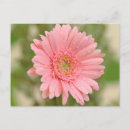 Recherche de gerberas cartes postales Floral