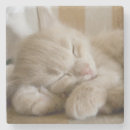 Suche nach bärte untersetzer Kätzchen