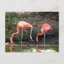 Suche nach karibischer flamingo poster Rosa