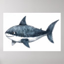 Suche nach hai poster Darstellung