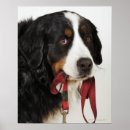Suche nach berner sennenhund poster Haustiere