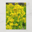 Suche nach canola poster Kanola