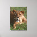 Recherche de regard de lion posters Nature