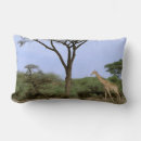 Recherche de acacia coussins Arbre