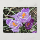 Recherche de crocus cartes postales Plante