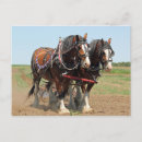 Suche nach reitsport postkarten Pferd