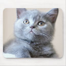 Recherche de chat bébé tapis souris Minou