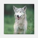 Recherche de loups magnets Canin