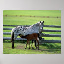 Suche nach appaloosa poster Haustier