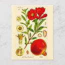 Suche nach granatapfel postkarten Gesundheit