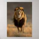 Suche nach wildkatzen poster Löwe
