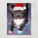 Recherche de chat idiot cartes postales Animal