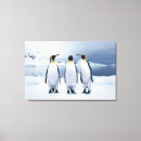 Suche nach pinguine leinwandbilder Wild lebende tiere