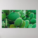 Recherche de agave posters Botanique