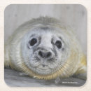 Recherche de joint photographie Marinelife