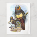 Recherche de oiseau perroquet cartes postales Faune