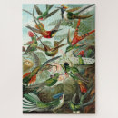 Suche nach haeckel puzzle Illustration