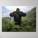 Suche nach gorilla foto poster Dschungel
