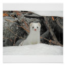 Recherche de hermine Animal
