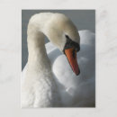 Recherche de swan cartes postales Sauvagine