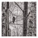 Suche nach weißer baum poster Fotografie