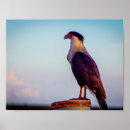 Suche nach caracara Florida