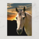 Recherche de visage de cheval cartes postales Animal