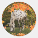 Suche nach appaloosa aufkleber Tier