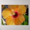 Suche nach gerahmter druck poster Blüte