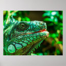 Suche nach grüner leguan poster Natur