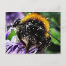 Recherche de pollen cartes postales Fleurs