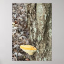 Recherche de champignons posters Nature