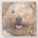 Suche nach ohren untersetzer Wachsam