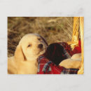 Recherche de chiot labrador cartes postales Photographie