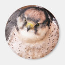 Recherche de rapaces magnets Animaux