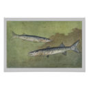 Suche nach der barracuda poster Ozean